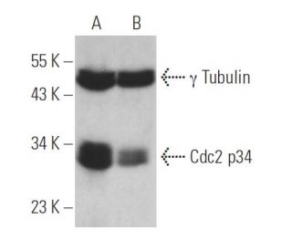 Cdc2 p34 siRNA (h): sc-29252. Western blot analysis of Cdc2 p34 expression in non-transfected control (A) and Cdc2 p34 siR 