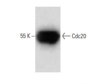 Cdc20 Antibody (41) - Western Blotting - Image 60399
