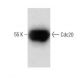 Cdc20 Antibody (41) - Western Blotting - Image 60399