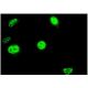 Cdc20B Antibody (2F2) - Immunofluorescence - Image 351789 