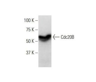 Cdc20B Antibody (2F2) - Western Blotting - Image 352233Each CRISPR/Cas9 Knockout (KO) Plasmid product consists of a pool of 3 plasmids designed to ensure identification and cleavage of a specific gene for maximum knockout efficiency. Each plasmid encodes a unique 20 nt sequence derived from the GeCKO (v2) library.
