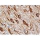 Cdc25A Antibody (3H2016) - Immunohistochemistry - Image 370288 