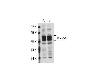 Cdc25A Antibody (3H2016) - Western Blotting - Image 17613 