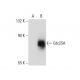 Cdc25A Antibody (3H2016) - Western Blotting - Image 133828