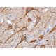 Cdc25A Antibody (5H51) - Immunohistochemistry - Image 370234