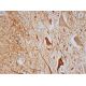 Cdc25A Antibody (DCS-122) - Immunohistochemistry - Image 293450 
