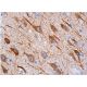 Cdc25A Antibody (DCS-122) - Immunohistochemistry - Image 370232