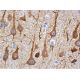 Cdc25A Antibody (DCS-124) - Immunohistochemistry - Image 370233