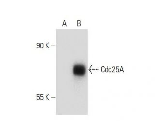 Cdc25A Antibody (DCS-124) - Western Blotting - Image 133826 