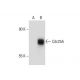 Cdc25A Antibody (DCS-124) - Western Blotting - Image 133826 
