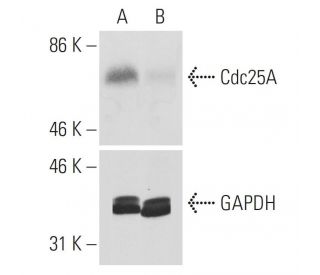 Cdc25A siRNA (h): sc-29254. Western blot analysis of Cdc25A expression in non-transfected control (A) and Cdc25A siRNA tra 