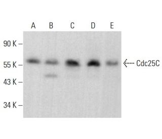 Cdc25C Antibody (F-5) - Western Blotting - Image 378476 