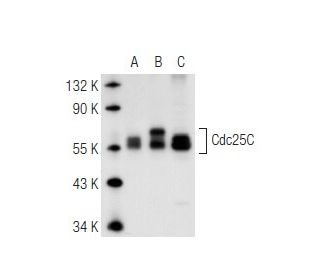 Cdc25C Antibody (H-6) - Western Blotting - Image 67098 