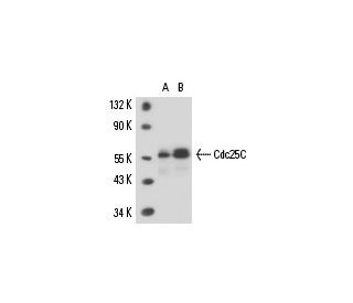 Cdc25C Antibody (TC-14) - Western Blotting - Image 15764 