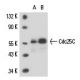 Cdc25C Antibody (TC-14) - Western Blotting - Image 15764 