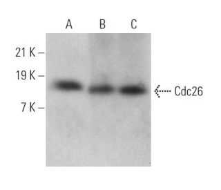 Cdc26 Antibody (B-6) - Western Blotting - Image 368964 