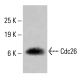 Cdc26 Antibody (B-6) - Western Blotting - Image 414960