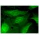 Cdc27 Antibody (B-8) - Immunofluorescence - Image 160330