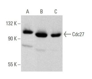 Cdc27 Antibody (C-4) - Western Blotting - Image 358548 