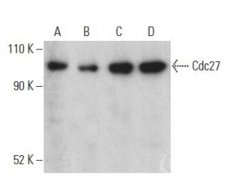 Cdc27 Antibody (AF3.1) - Western Blotting - Image 399132