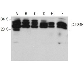 Cdc34B Antibody (C-4) - Western Blotting - Image 376581 