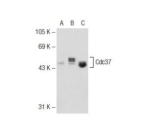 Cdc37 Antibody (15) - Western Blotting - Image 73016 