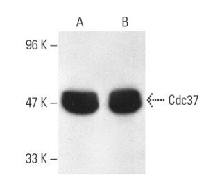 Cdc37 Antibody (C-11) - Western Blotting - Image 609 