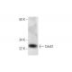 Cdc42 Antibody (B-9) - Western Blotting - Image 295929 