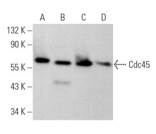 Cdc45 Antibody (G-12) - Western Blotting - Image 369288