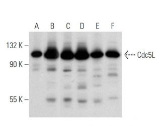 Cdc5L Antibody (D-11) - Western Blotting - Image 344720
