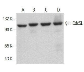 Cdc5L Antibody (D-11) - Western Blotting - Image 379328 
