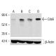 Cdc6 Antibody (0.T.17) - Western Blotting - Image 413266