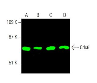Cdc6 Antibody (180.2) - Western Blotting - Image 378863 