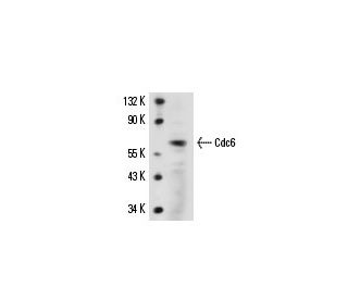 Cdc6 Antibody (DCS-180) - Western Blotting - Image 15223 