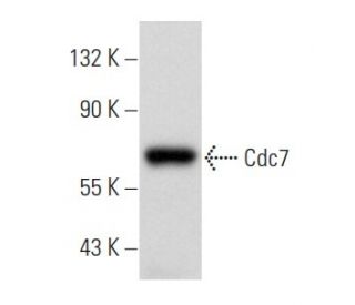 Cdc7 Antibody (DCS-341) - Western Blotting - Image 356912 