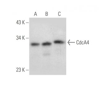 CdcA4 Antibody (E-6) - Western Blotting - Image 320647
