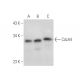 CdcA4 Antibody (E-6) - Western Blotting - Image 320647