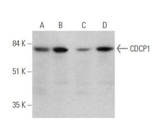 CDCP1 Antibody (D-1) - Western Blotting - Image 350827SAM Transcription Activation: SAM system utilizing dCas9-VP64, MS2-P65-HSF1, and sgRNA for precise gene transcription activation. 