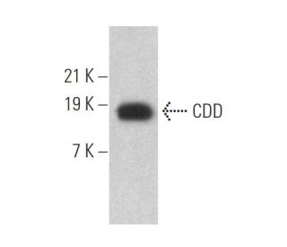 CDD Antibody (D-5) - Western Blotting - Image 364194