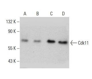 Cdk11 Antibody (8B6) - Western Blotting - Image 384243 