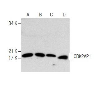CDK2AP1 Antibody (H-4) - Western Blotting - Image 287652 