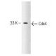Cdk4 Antibody (97) - Western Blotting - Image 127496