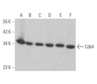 Cdk4 Antibody (B-10) - Western Blotting - Image 352802 