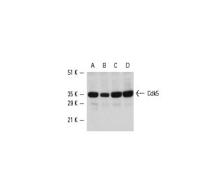Cdk5 Antibody (DC 17) - Western Blotting - Image 486 