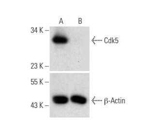 Cdk5 HDR Plasmid (h): sc-400161-HDR. Western blot analysis of VPS35... 