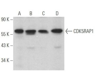 CDK5RAP1 Antibody (D-1) - Western Blotting - Image 367141