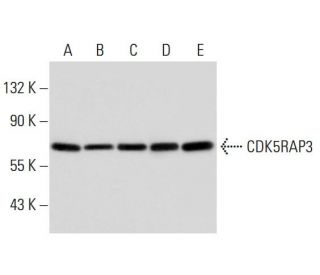 CDK5RAP3 Antibody (E-7) - Western Blotting - Image 306226 