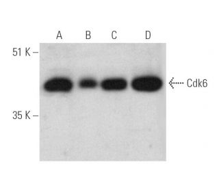 Cdk6 Antibody (B-10) - Western Blotting - Image 390092 