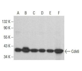Cdk6 Antibody (DCS-83) - Western Blotting - Image 352057 