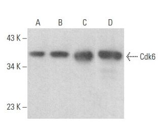 Cdk6 Antibody (F-7) - Western Blotting - Image 355211 